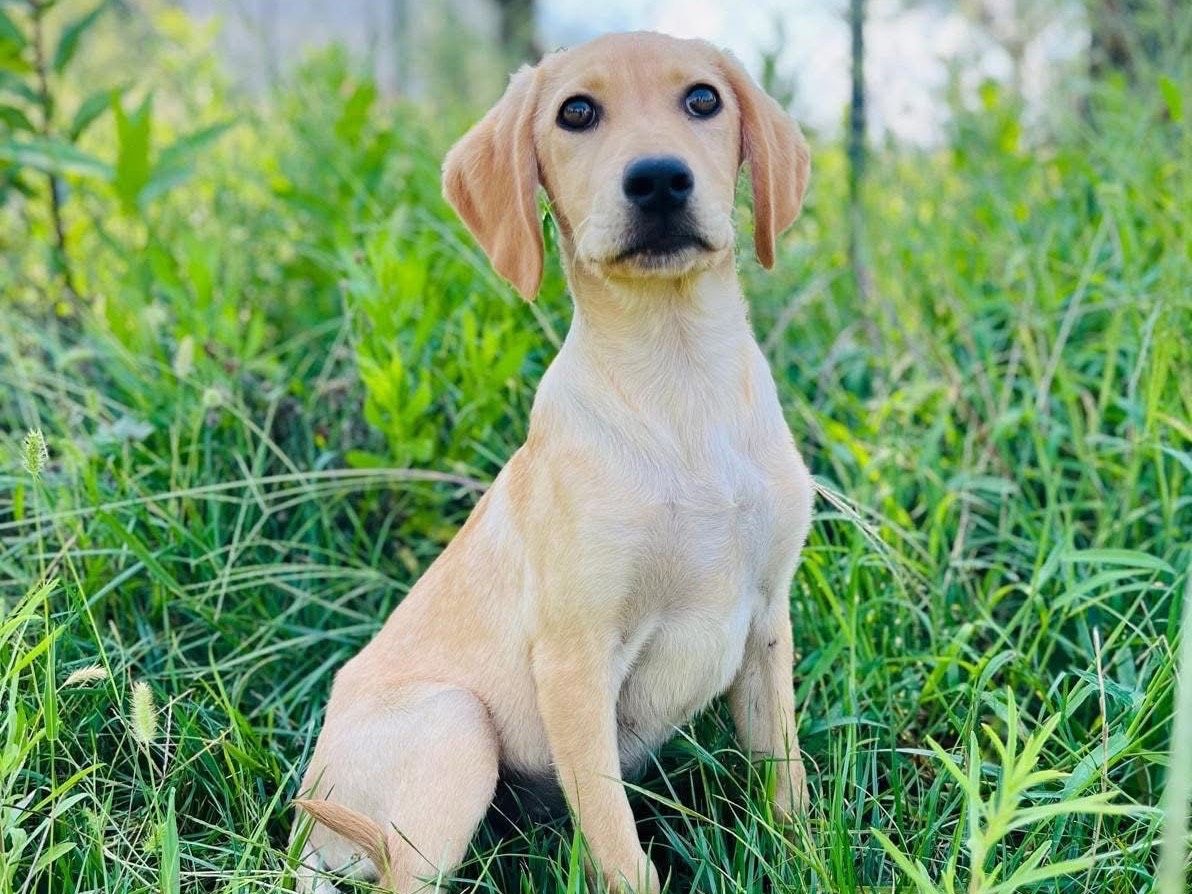 Vuoi adottare un cane a Novara?