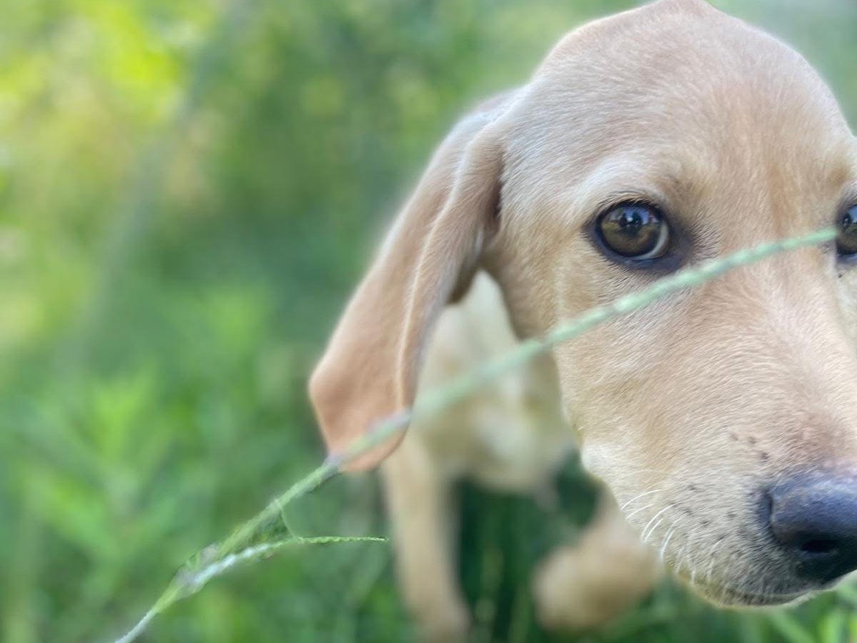Adotta il cane Oscar a Novara