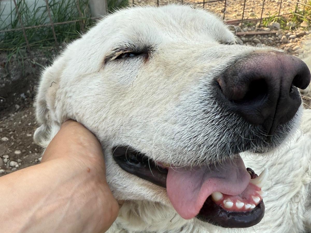 Adotta un cane, maschio, 1 anno e 4 mesi, Pordenone