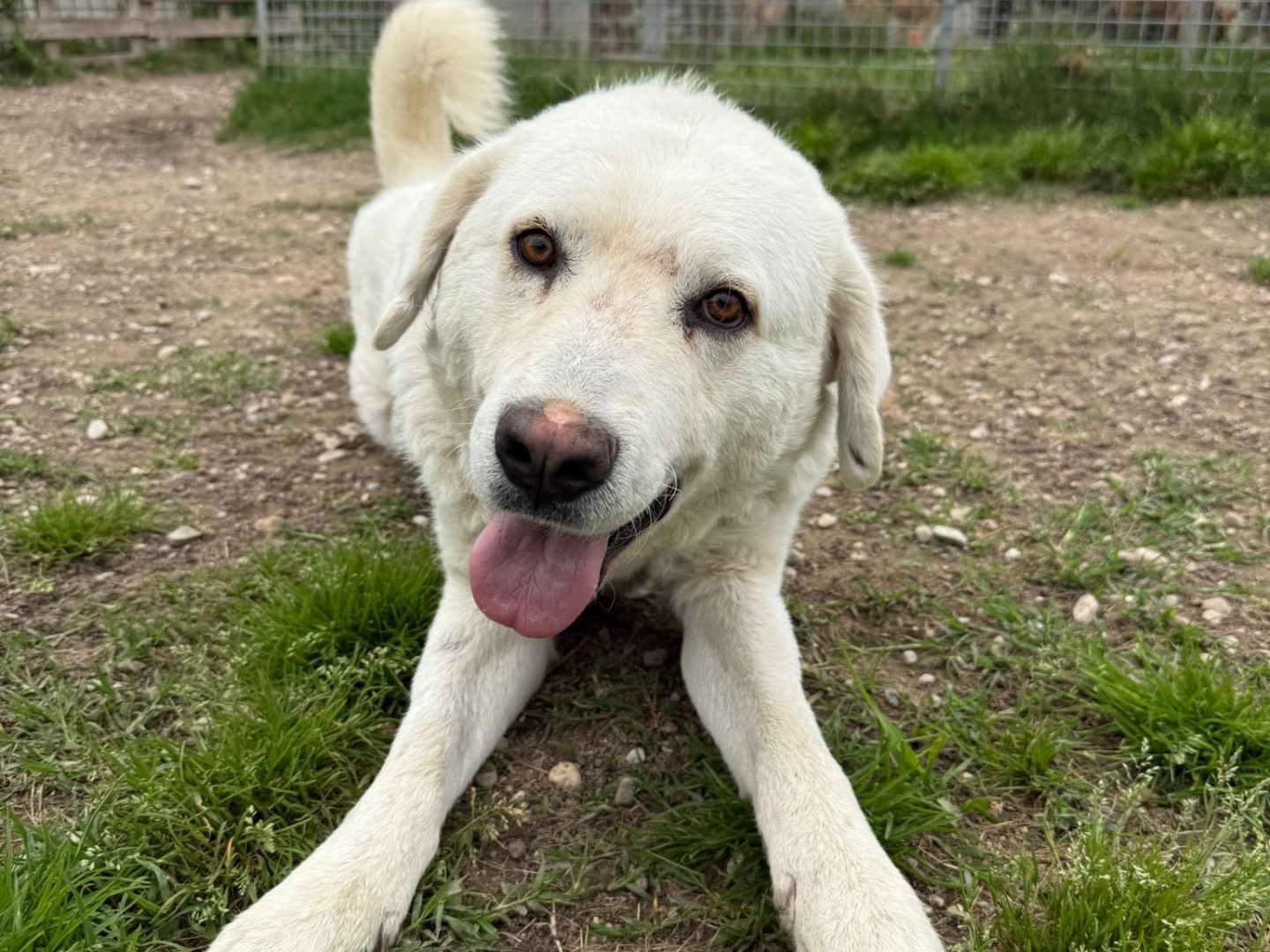 Adotta un cane, taglia grande, maschio, Pordenone