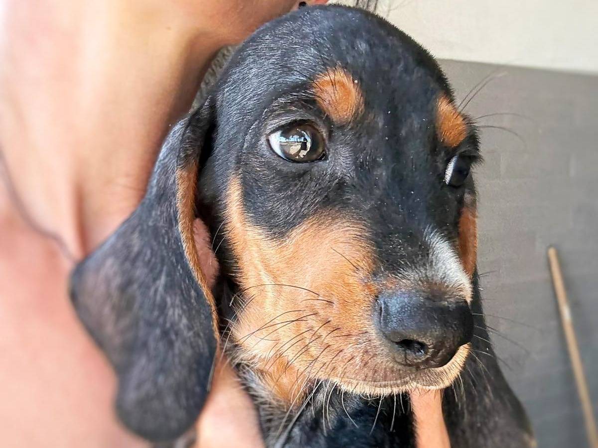 Adozione cane, maschio, Segugio Razza sconosciuta, 2 mesi, taglia media contenuta, Crotone