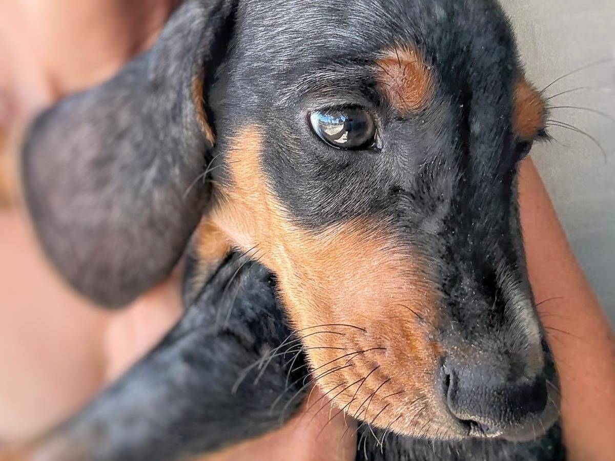 Adotta un cane, maschio, 2 mesi, Crotone