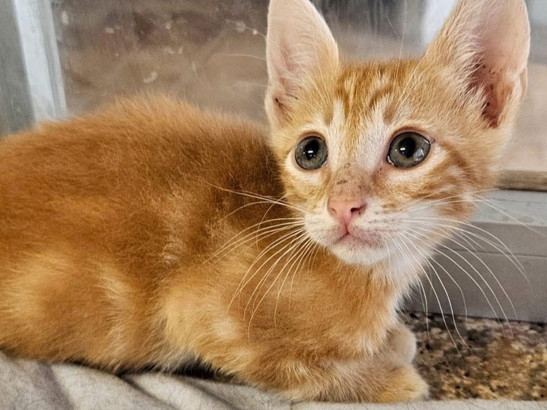 Adozione gatto, maschio, Razza sconosciuta Razza sconosciuta, 2 mesi, taglia non valida, Chieti