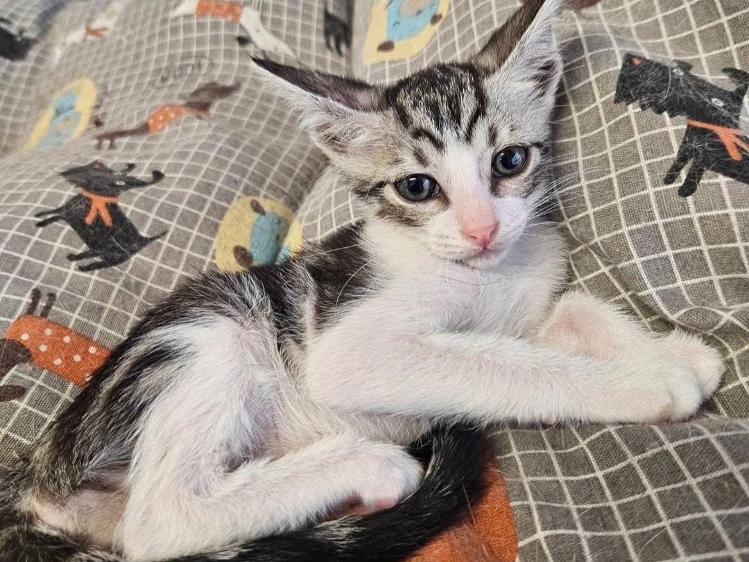 Adozione gatto, femmina, Razza sconosciuta Razza sconosciuta, 2 mesi, taglia non valida, Chieti