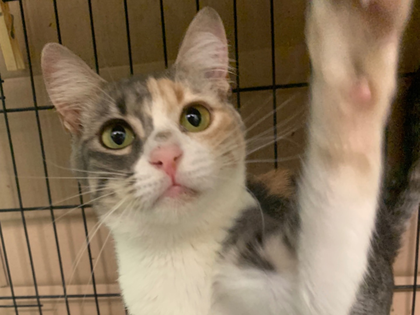 Adozione gatto, femmina, Razza sconosciuta Razza sconosciuta, 6 mesi, taglia non valida, Chieti
