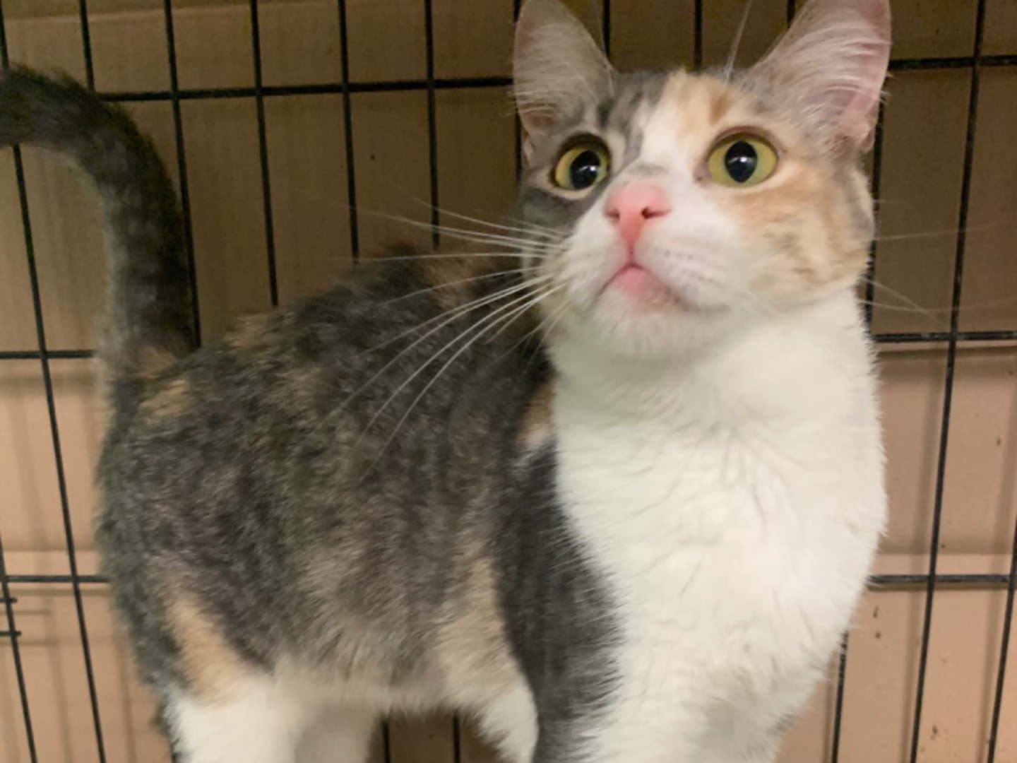 Adotta un gatto, femmina, 6 mesi, Chieti