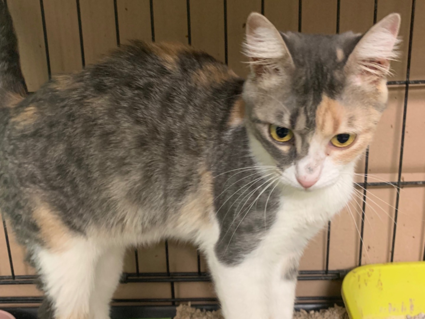 Adotta un gatto, taglia non valida, femmina, Chieti