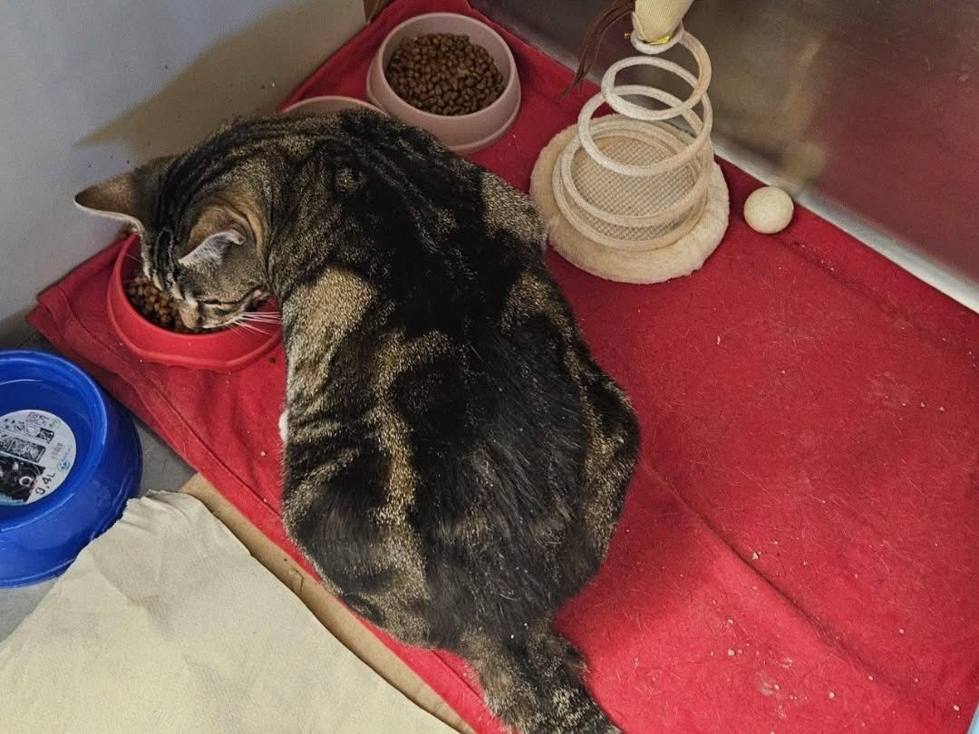 Adotta un gatto, femmina, 2 anni e 2 mesi, Chieti