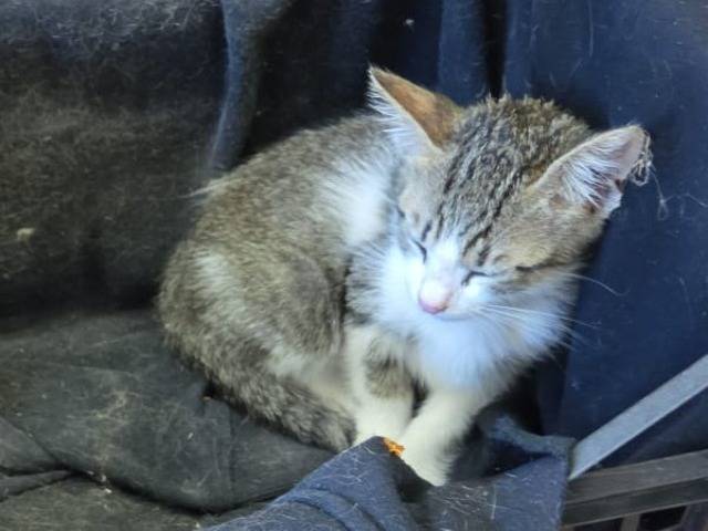Adozione gatto, maschio, Razza sconosciuta Razza sconosciuta, 3 mesi, taglia non valida, Napoli