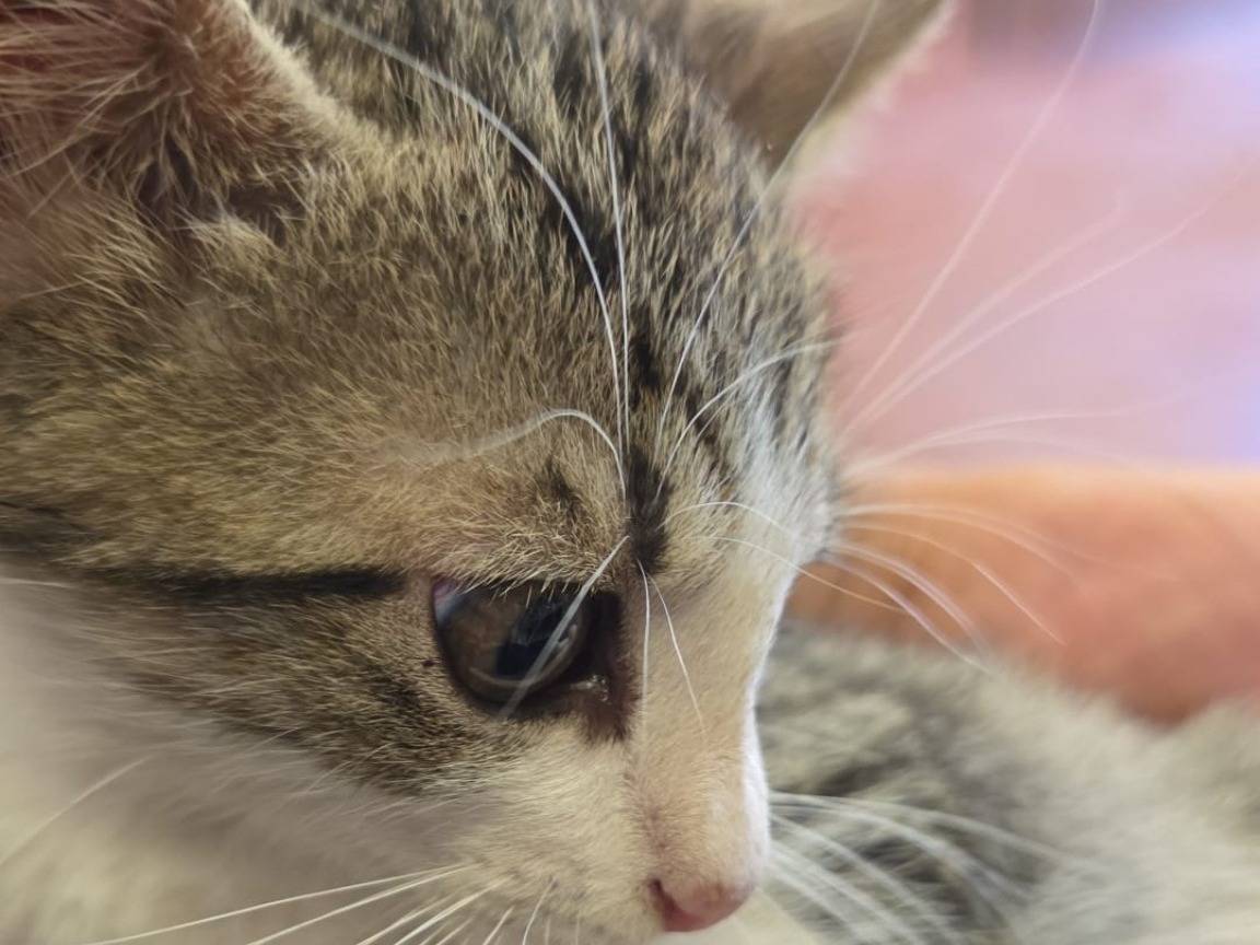 Adotta un gatto, maschio, 3 mesi, Napoli