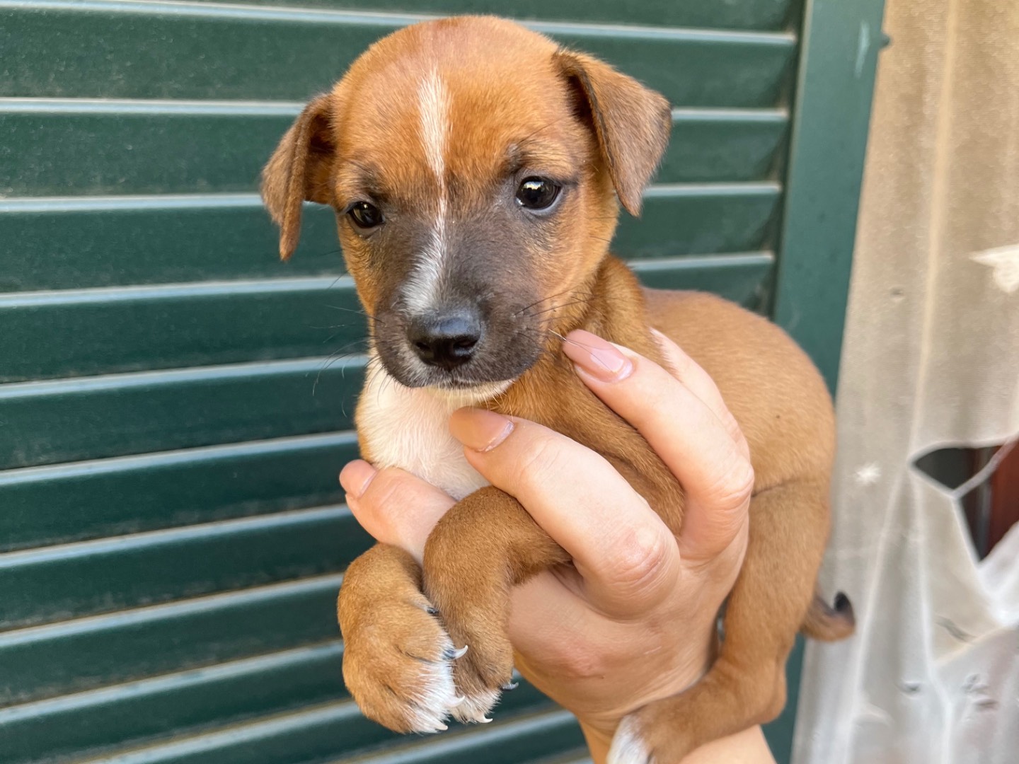 Adozione cane, maschio, Razza sconosciuta Razza sconosciuta, 2 mesi, taglia piccola, Avellino