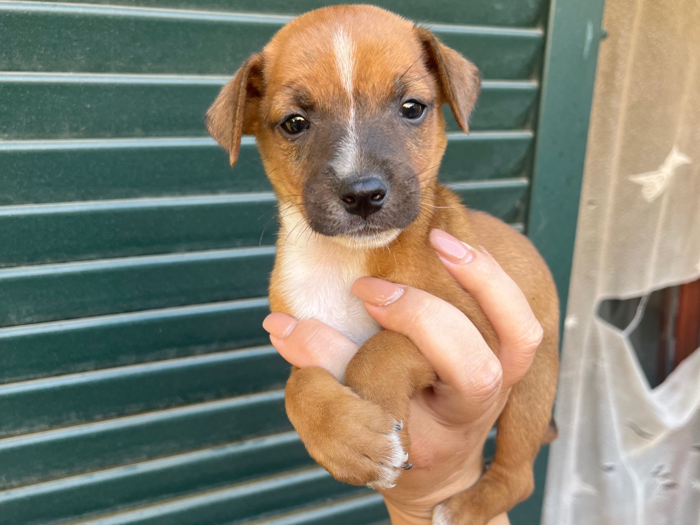 Adotta un cane, maschio, 2 mesi, Avellino