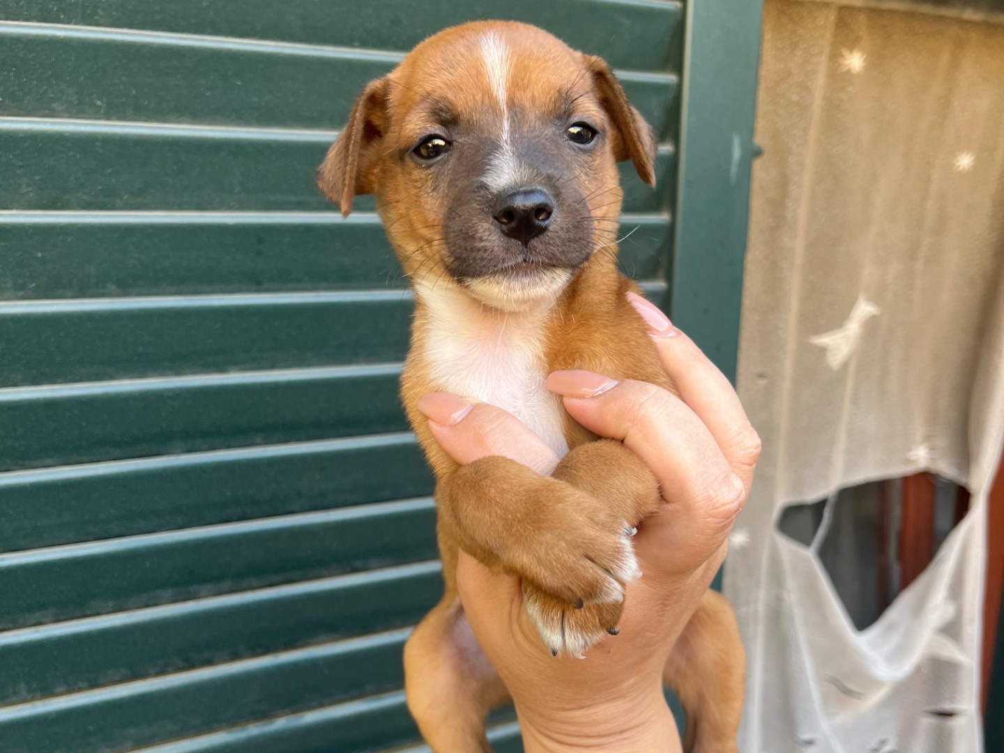 Adotta un cane, taglia piccola, maschio, Avellino