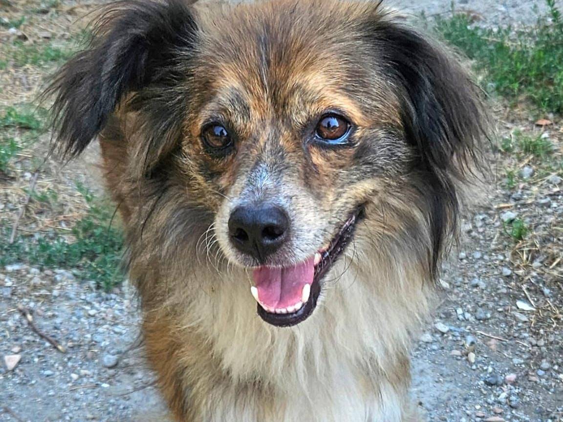 Adozione cane, maschio, Razza sconosciuta Razza sconosciuta, 7 anni e 1 mese, taglia piccola, Napoli