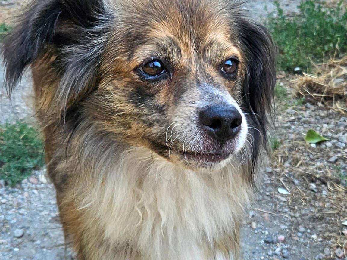 Adotta un cane, taglia piccola, maschio, Napoli