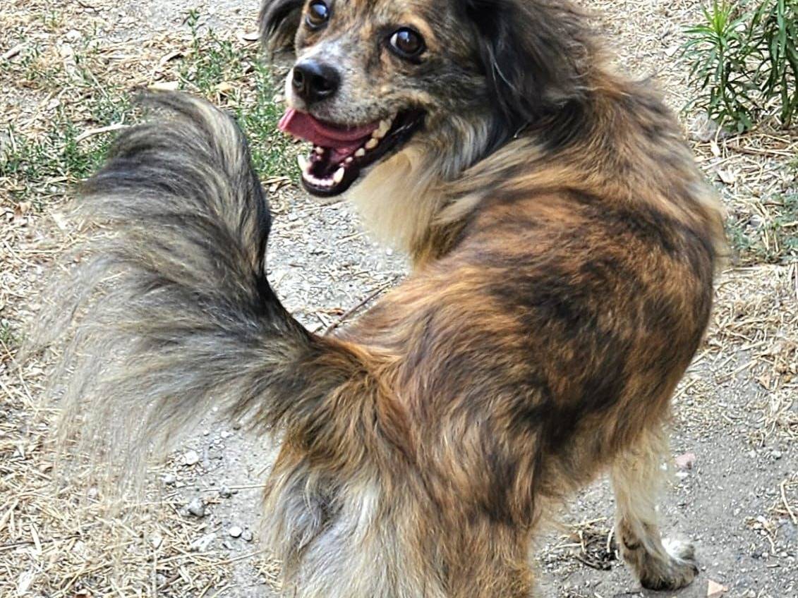 Vuoi adottare un cane a Napoli?