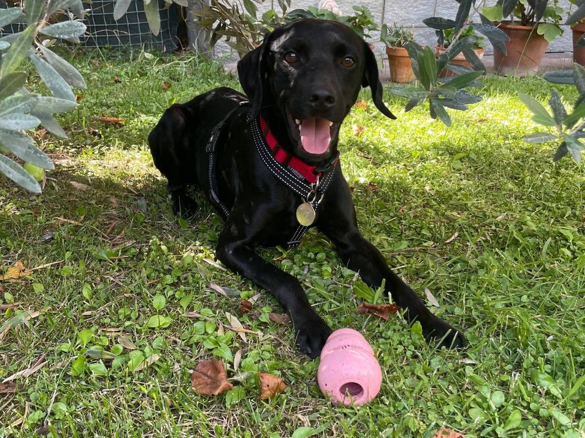 Adozione cane, maschio, Razza sconosciuta Razza sconosciuta, 2 anni, taglia media, Milano