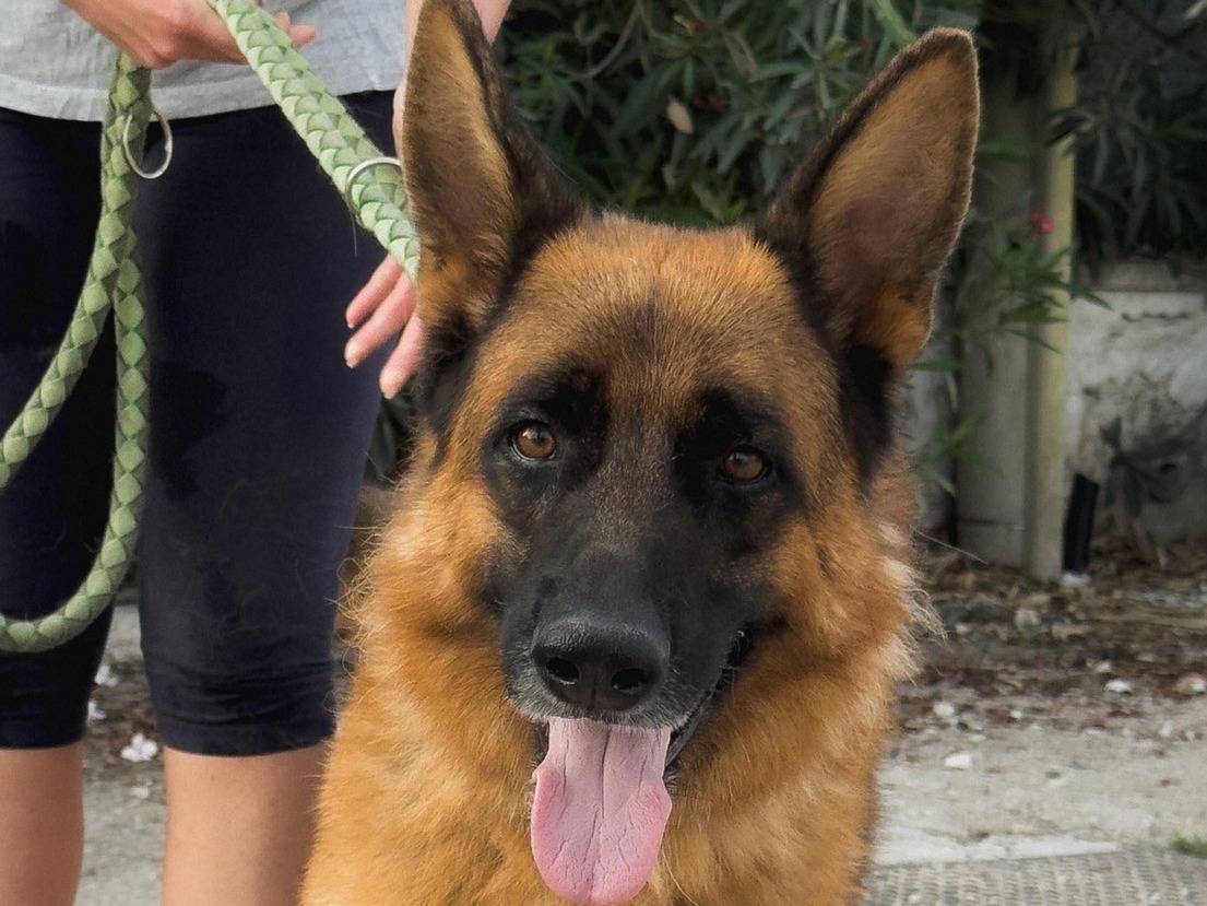 Adozione cane, maschio, Pastore tedesco Razza sconosciuta, 3 anni e 8 mesi, taglia grande, Caserta
