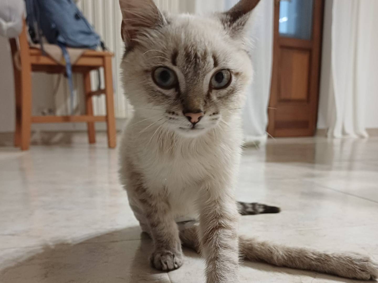 Adotta il gatto Avel a Lecce