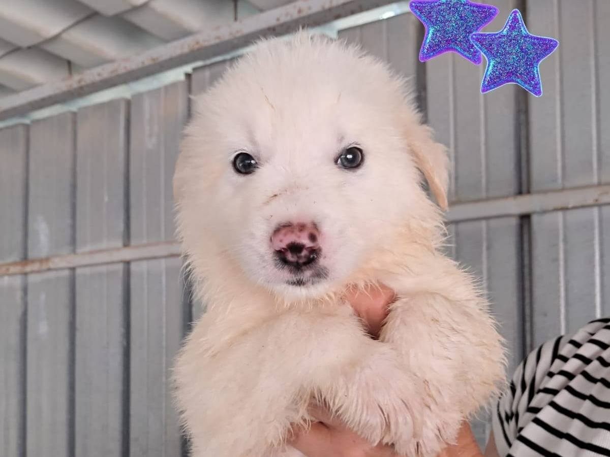 Adozione cane, maschio, Razza sconosciuta Razza sconosciuta, 3 mesi, taglia media, Padova
