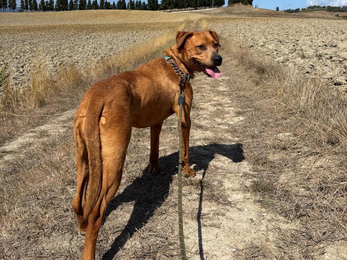 Adotta un cane, femmina, 8 anni e 8 mesi, Pisa