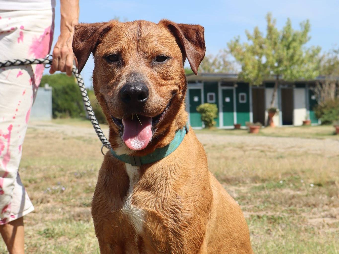 Adotta un cane, taglia media, femmina, Pisa