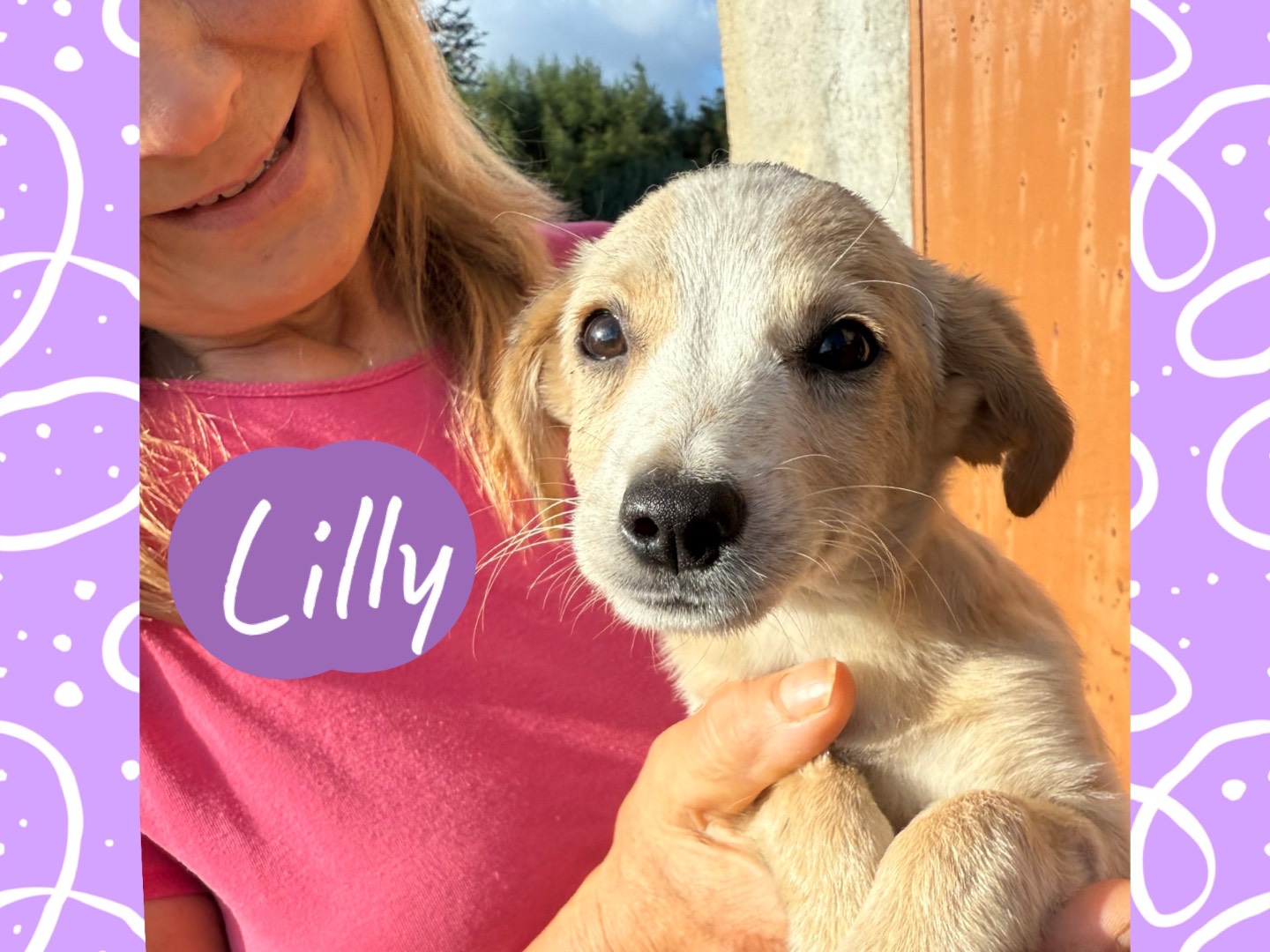 Adozione cane, femmina, Razza sconosciuta Razza sconosciuta, 3 mesi, taglia piccola, Catanzaro