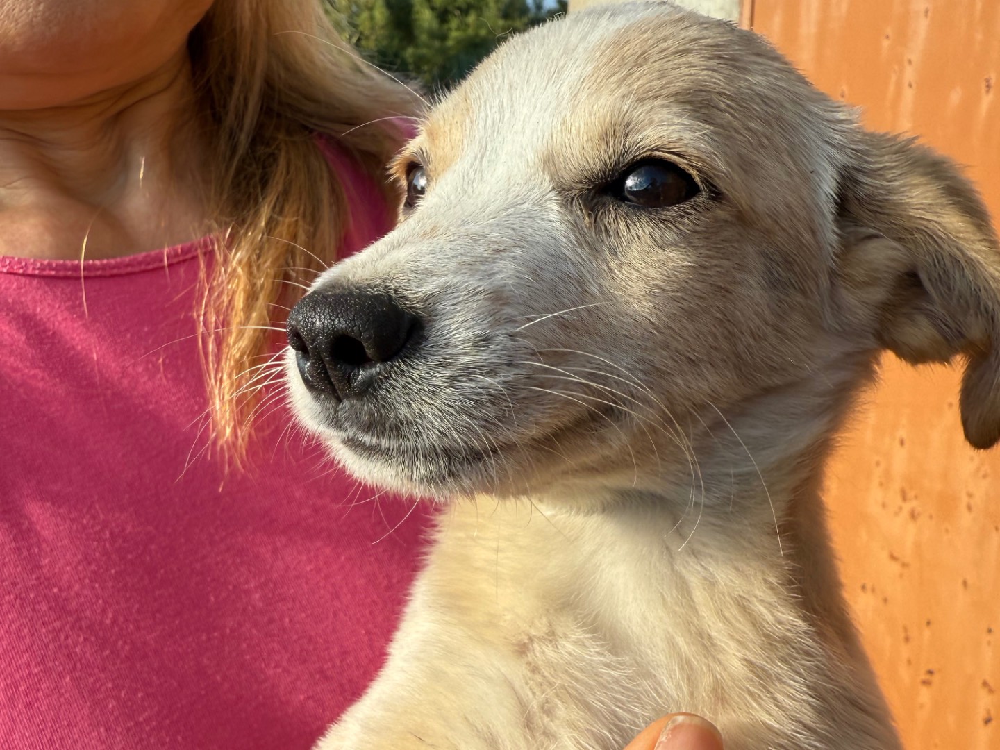 Adotta un cane, femmina, 3 mesi, Catanzaro