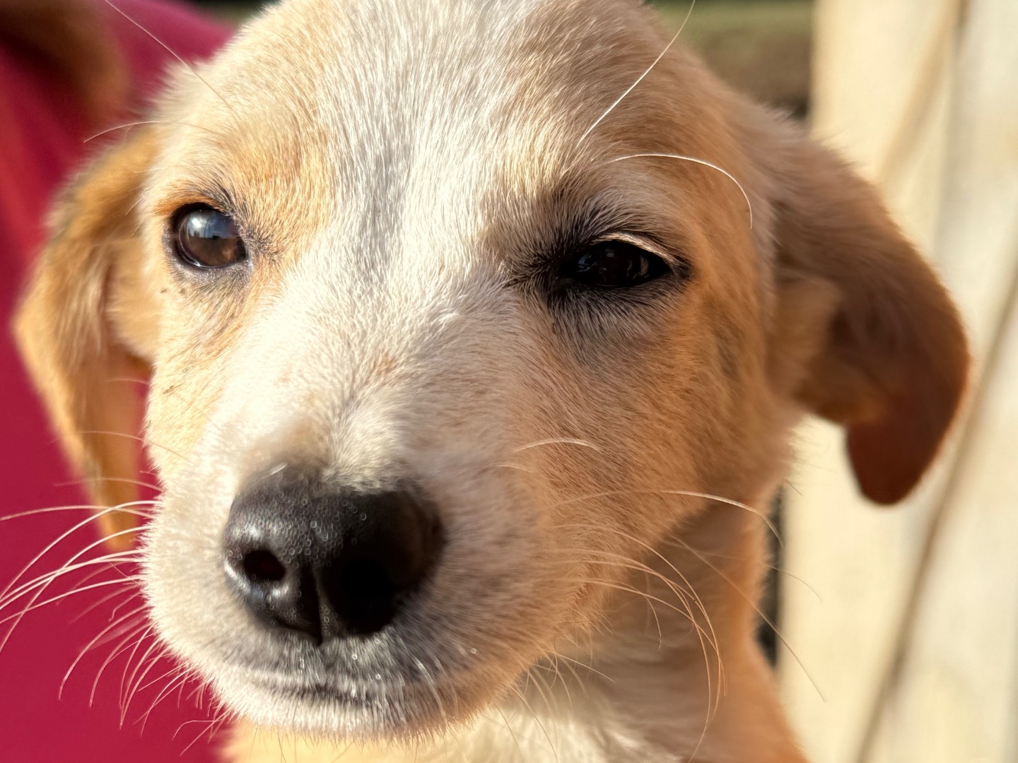 Adotta un cane, taglia piccola, femmina, Catanzaro