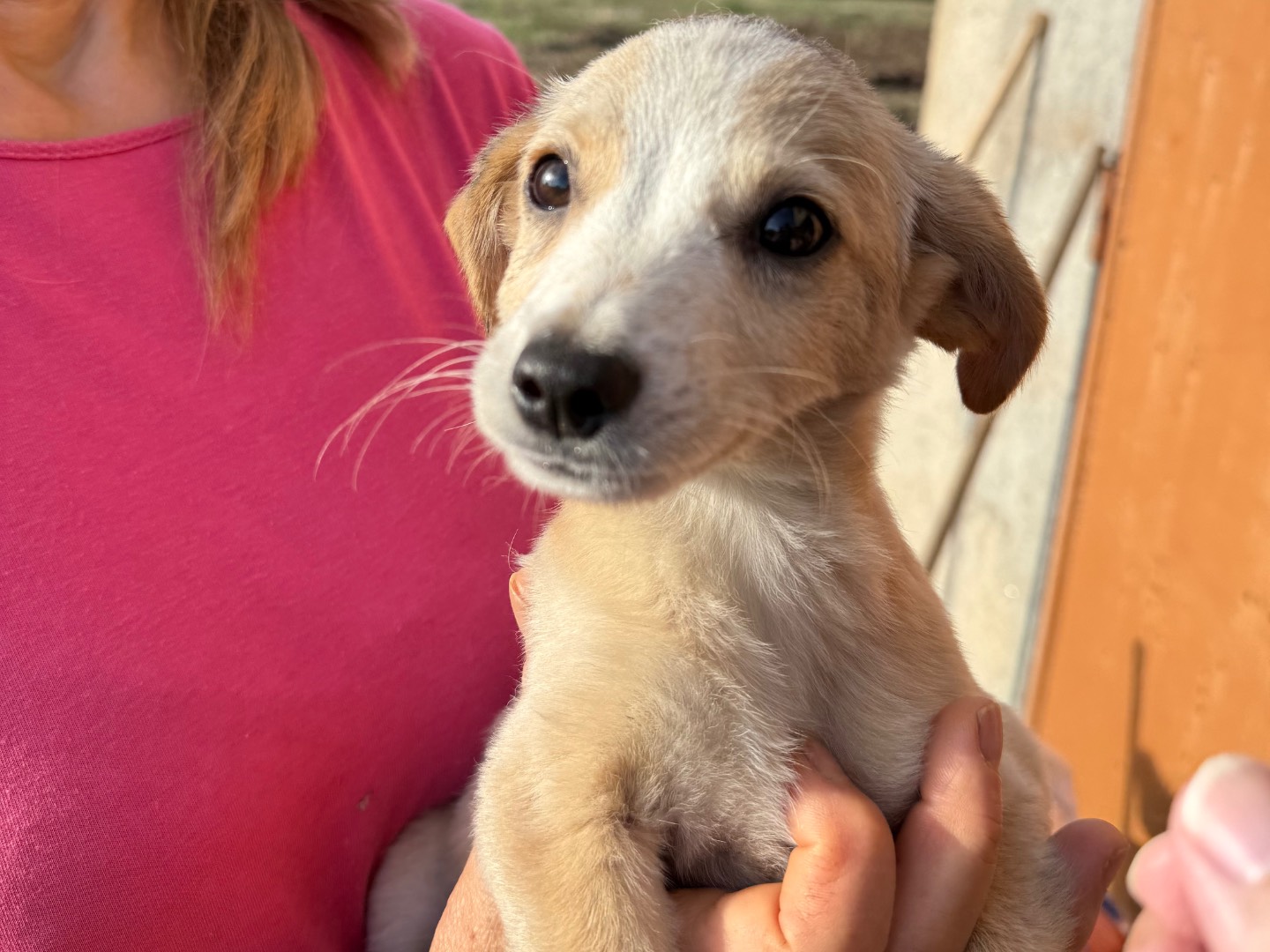 Vuoi adottare un cane a Catanzaro?
