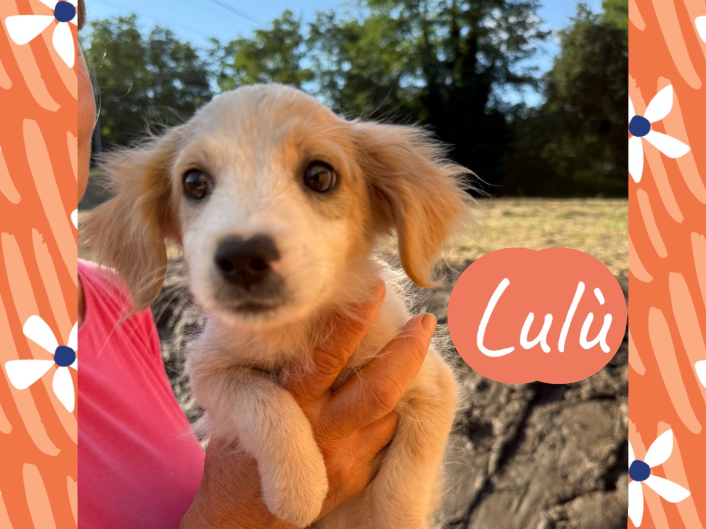 Adozione cane, femmina, Razza sconosciuta Razza sconosciuta, 3 mesi, taglia piccola, Catanzaro