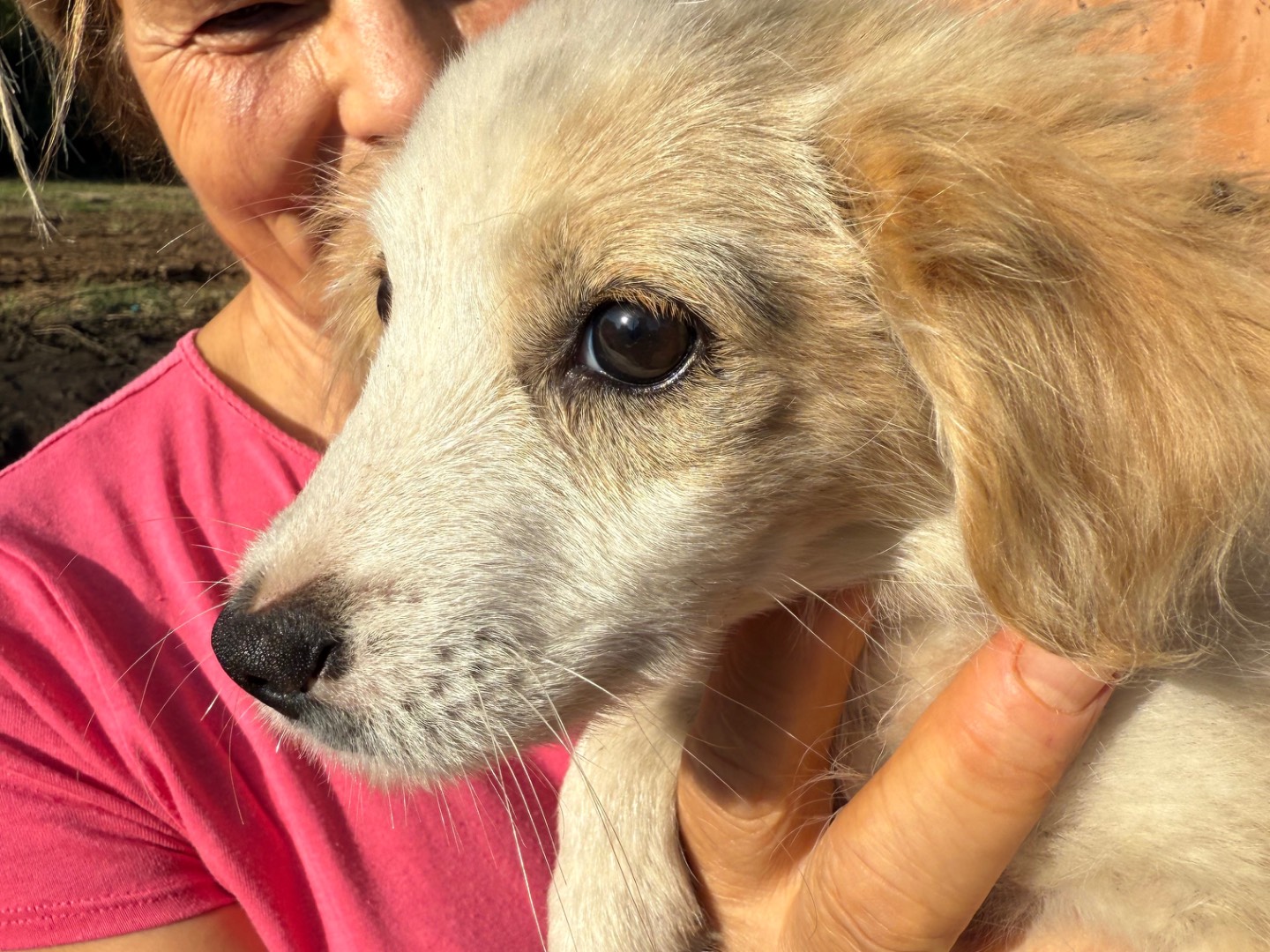 Adotta un cane, femmina, 3 mesi, Catanzaro
