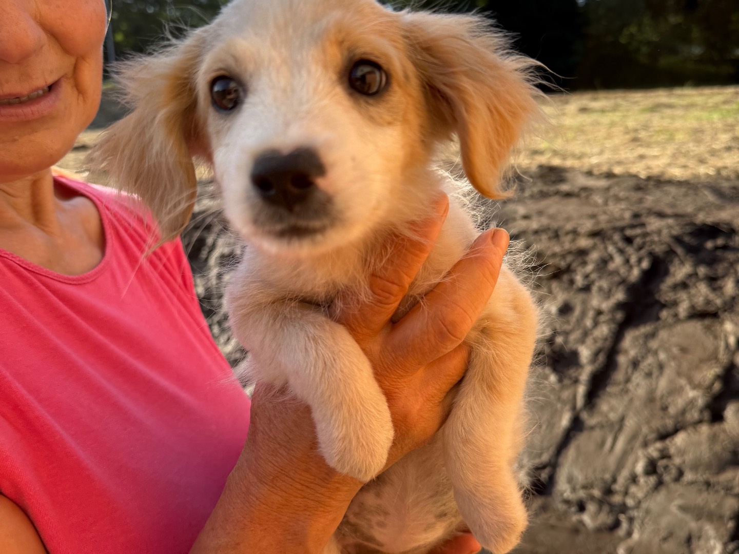 Adotta un cane, taglia piccola, femmina, Catanzaro
