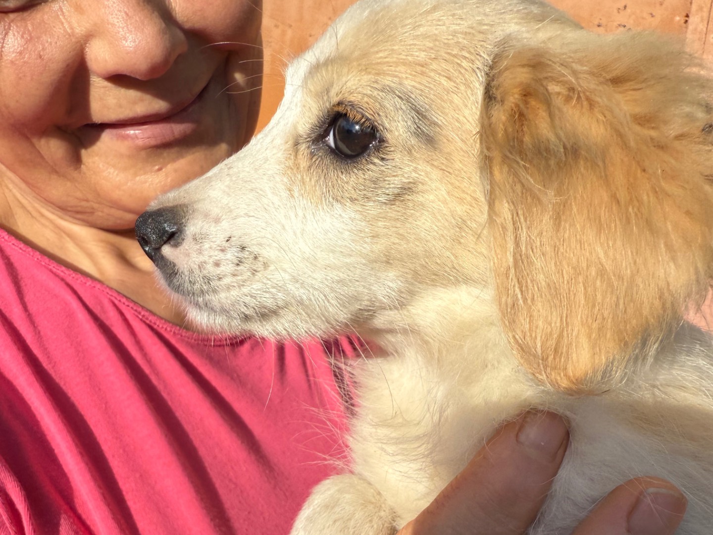 Vuoi adottare un cane a Catanzaro?