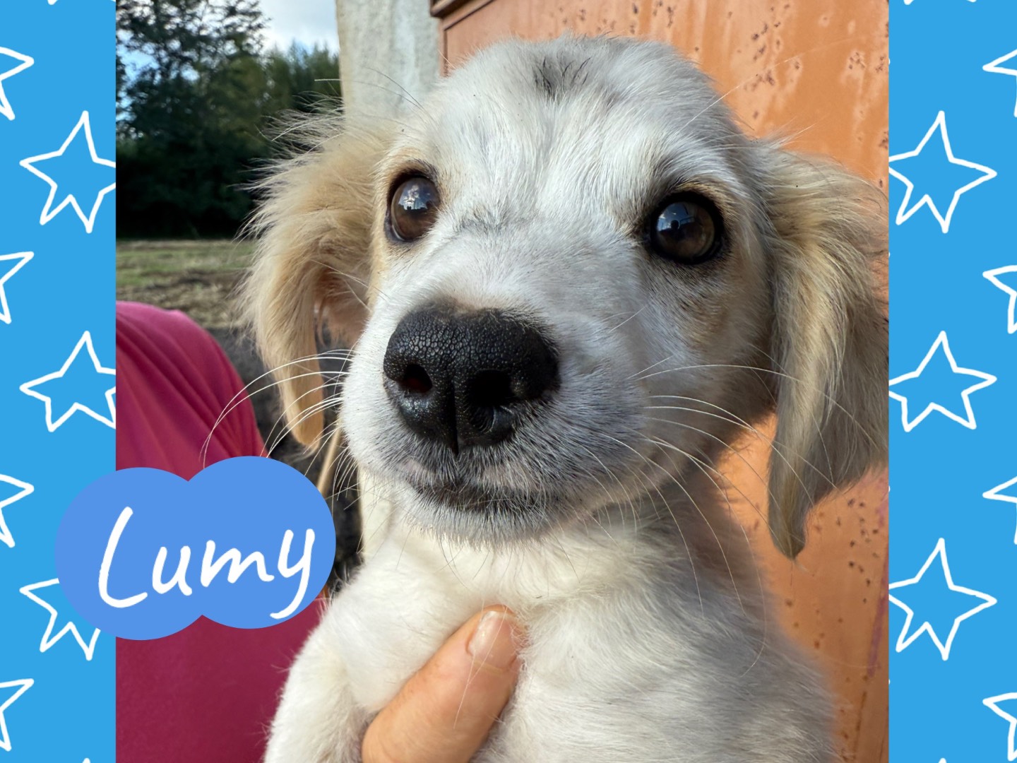 Adozione cane, maschio, Razza sconosciuta Razza sconosciuta, 3 mesi, taglia piccola, Catanzaro