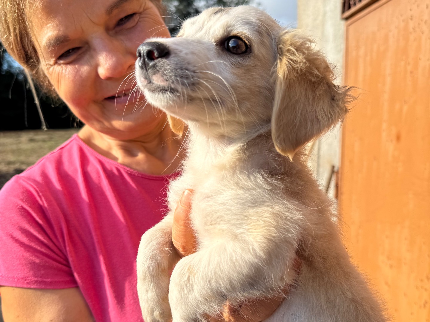 Adotta un cane, maschio, 3 mesi, Catanzaro