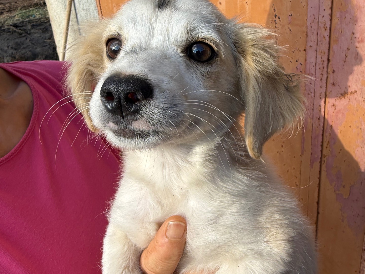 Adotta un cane, taglia piccola, maschio, Catanzaro