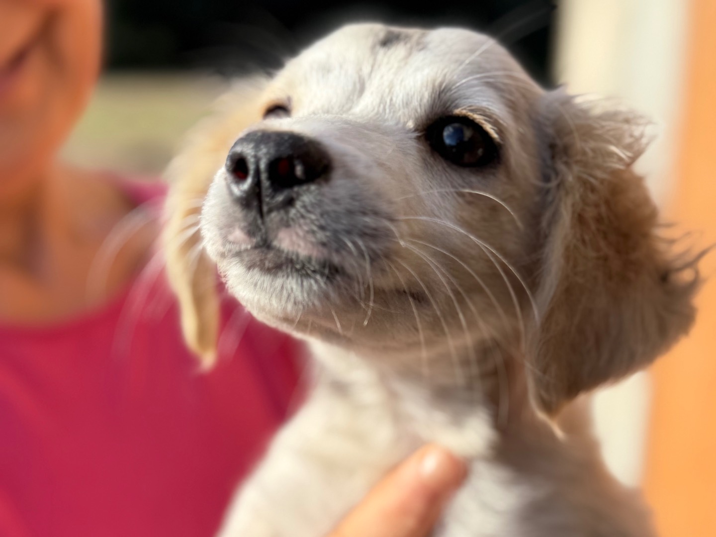 Vuoi adottare un cane a Catanzaro?
