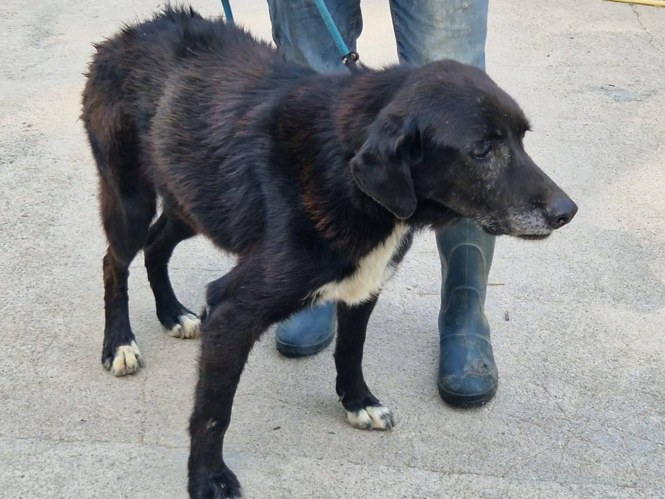 Adozione cane, maschio, Razza sconosciuta Razza sconosciuta, 11 anni e 3 mesi, taglia media, Cosenza