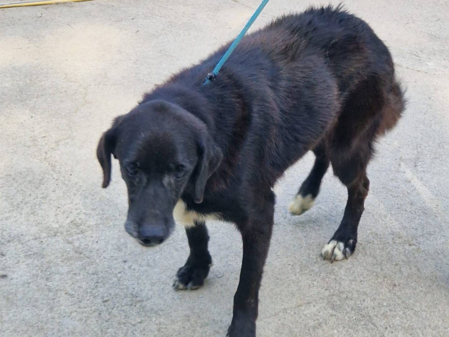 Adotta un cane, maschio, 11 anni e 3 mesi, Cosenza