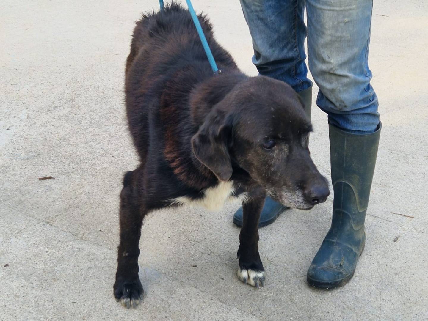 Adotta un cane, taglia media, maschio, Cosenza