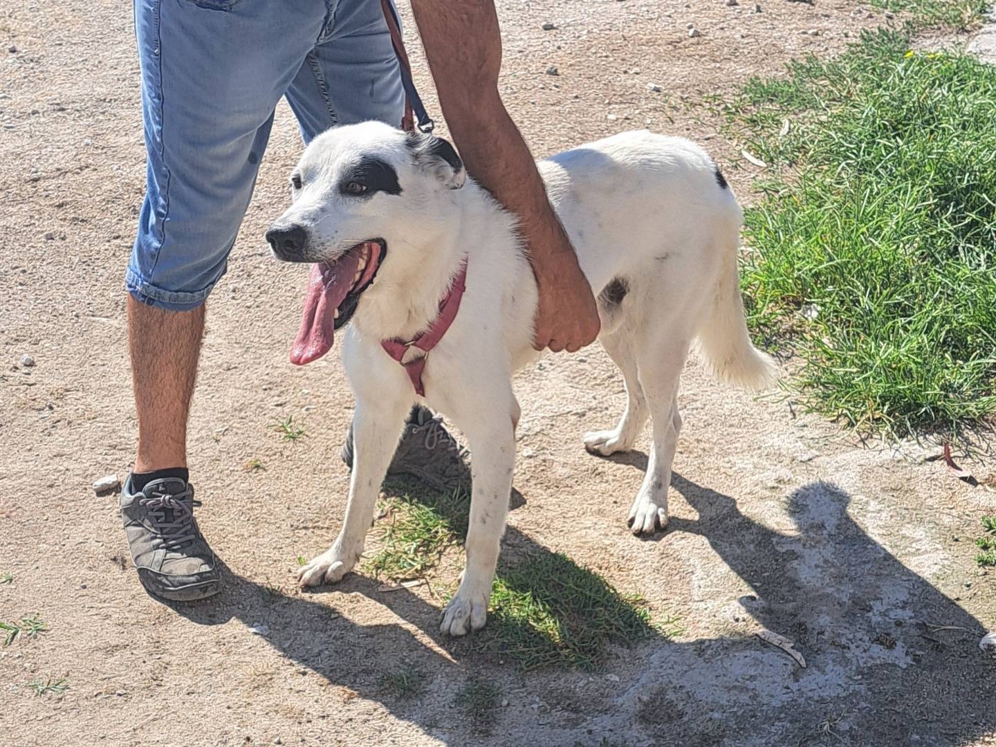 Adozione cane, maschio, Razza sconosciuta Razza sconosciuta, 6 anni e 5 mesi, taglia media, Caserta