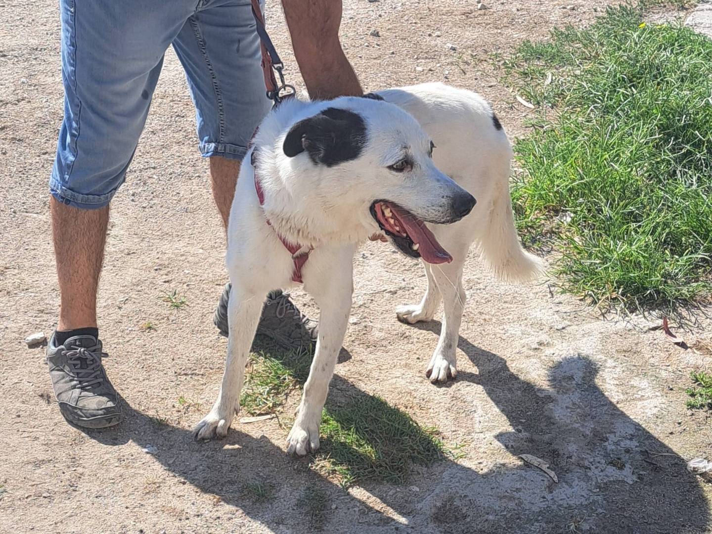 Adotta un cane, maschio, 6 anni e 5 mesi, Caserta