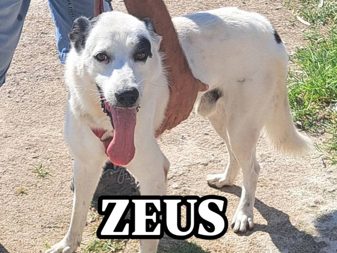 Adotta un cane, taglia media, maschio, Caserta