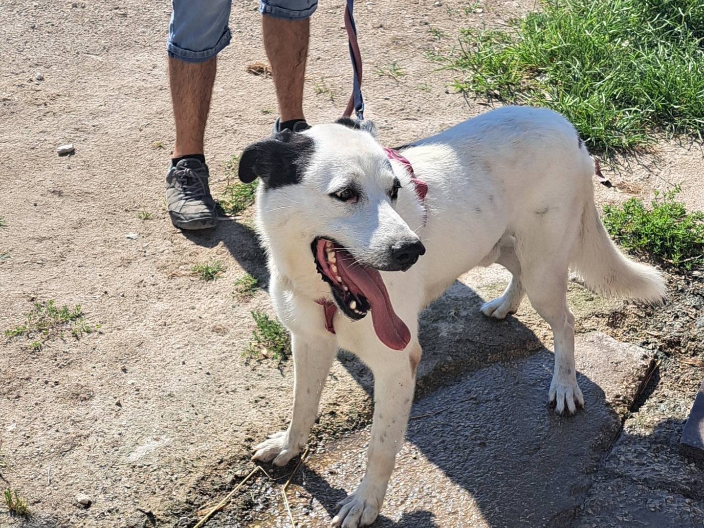 Vuoi adottare un cane a Caserta?