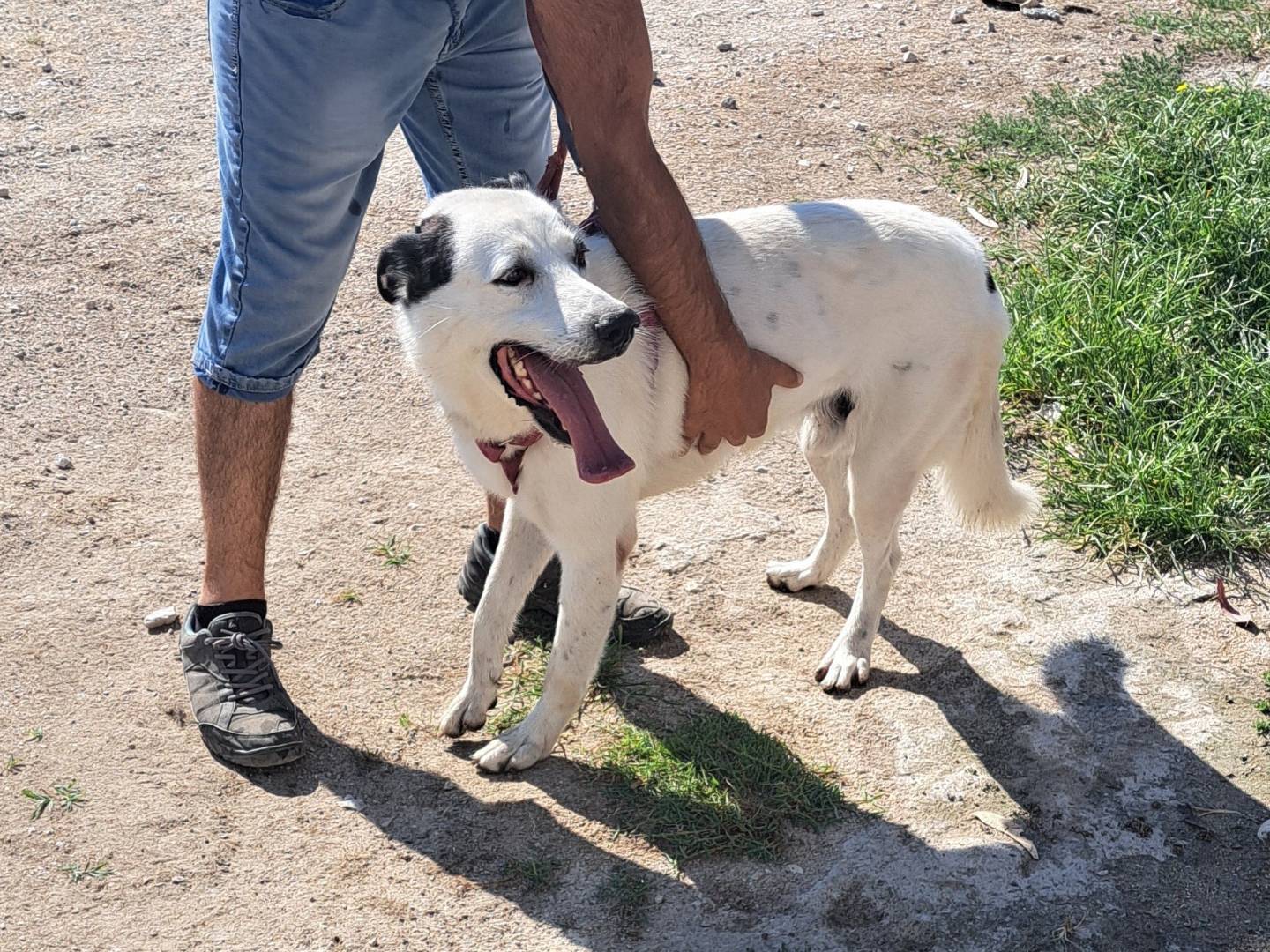 Adotta il cane ZEUS a Caserta