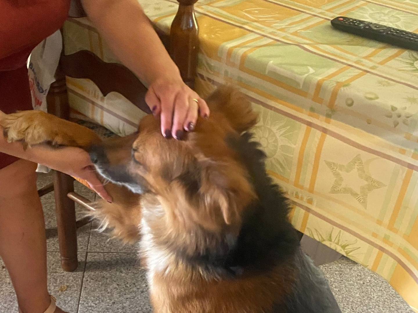 Adotta il cane Fulmine a Latina