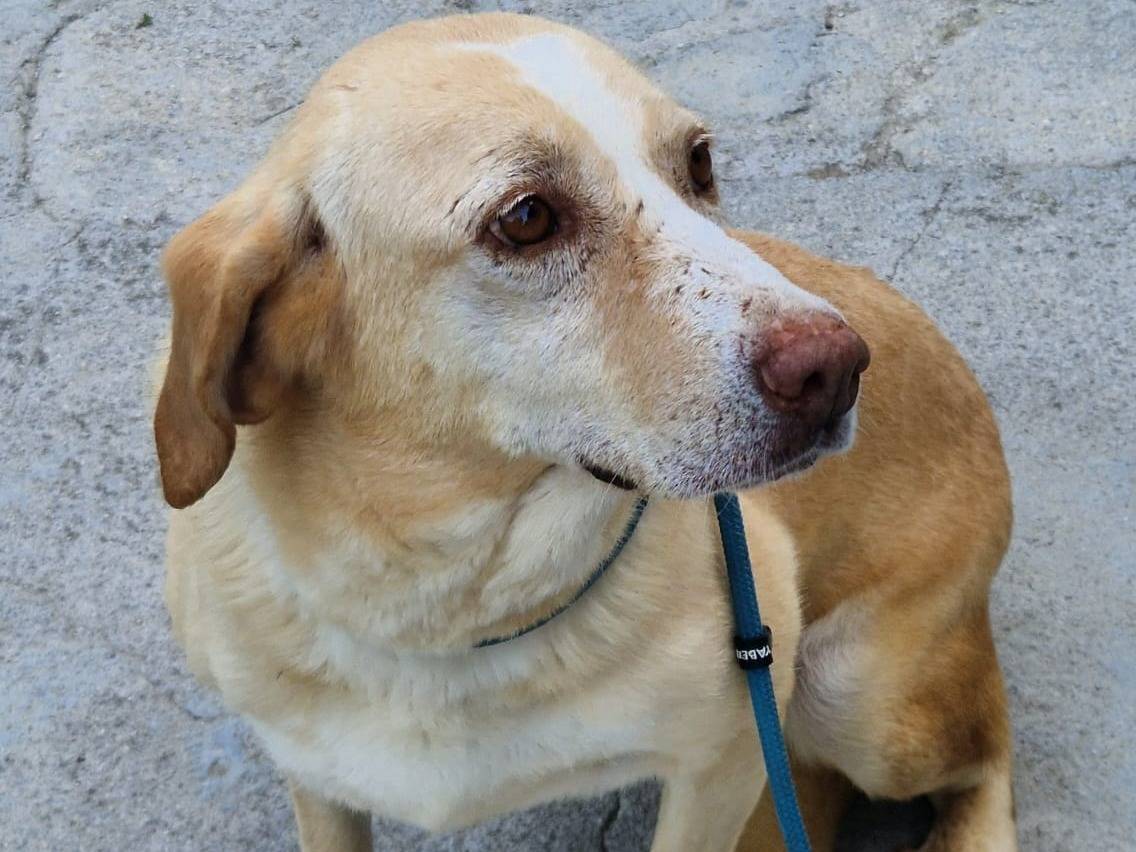 Adozione cane, femmina, Razza sconosciuta Razza sconosciuta, 8 anni, taglia media, Cosenza