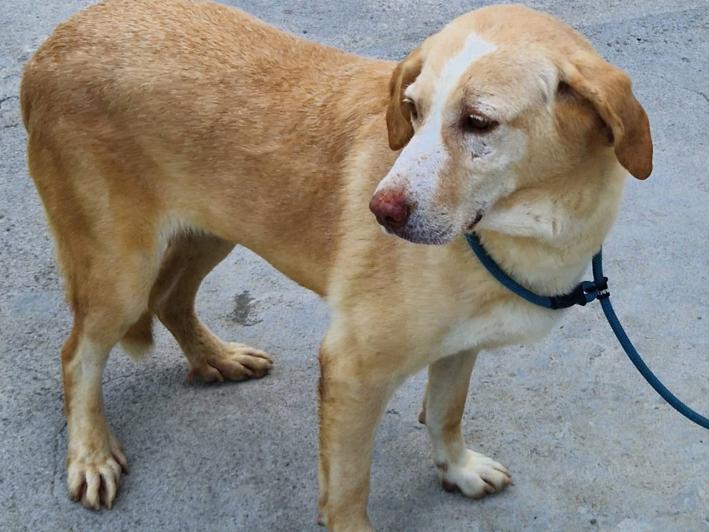 Adotta un cane, femmina, 8 anni, Cosenza
