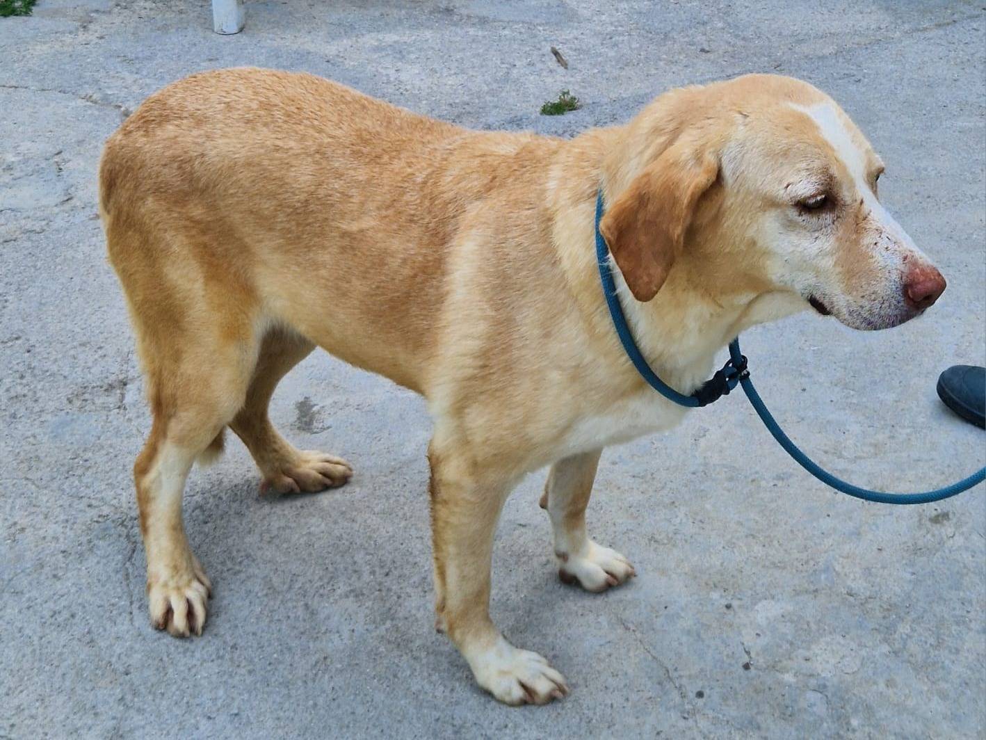 Adotta un cane, taglia media, femmina, Cosenza